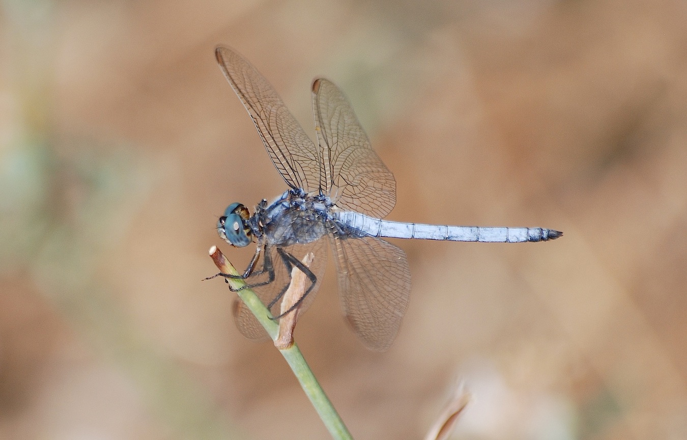Orthetrum coerulescens?